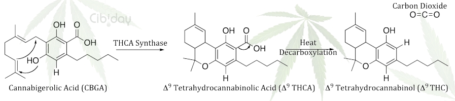 THCA Synthase